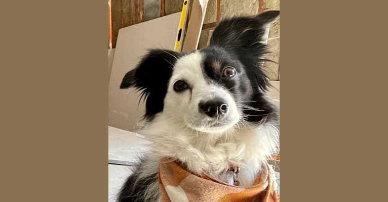 Cricket, an Australian Shepherd tested with EmbarkVet.com