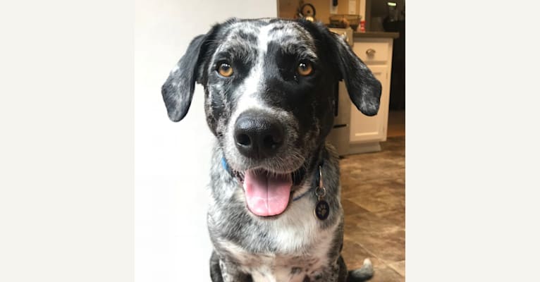 Rennie, a Catahoula Leopard Dog and Great Pyrenees mix tested with EmbarkVet.com