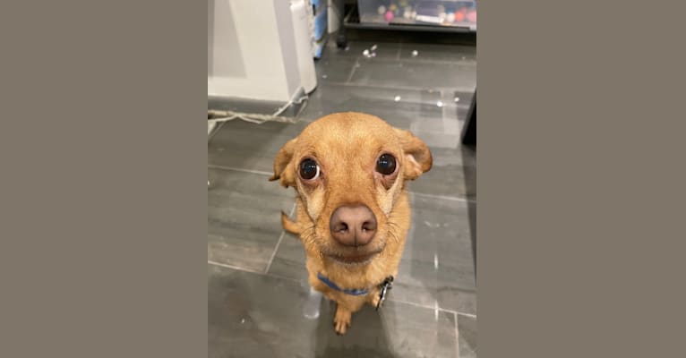 Nameko, a Chihuahua and Poodle (Small) mix tested with EmbarkVet.com