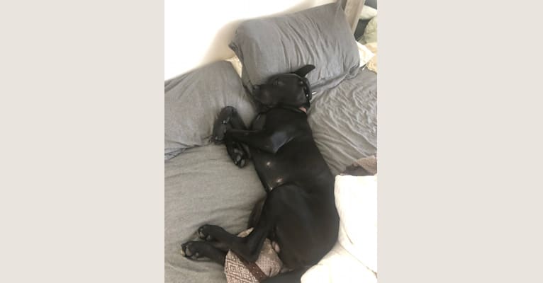 Calvin, a Great Dane and Saint Bernard mix tested with EmbarkVet.com