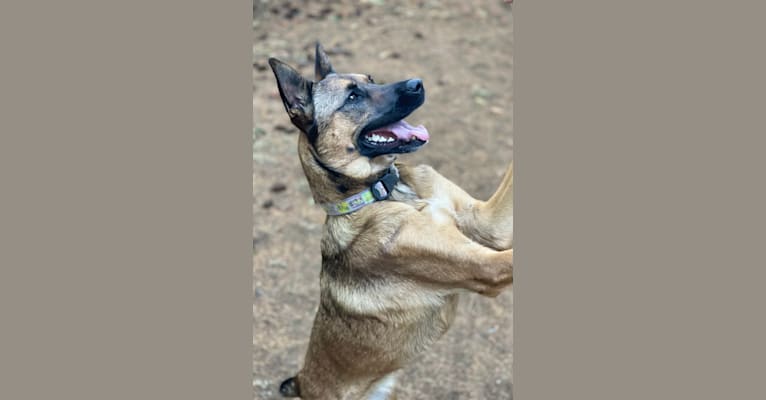 Lilo, a German Shepherd Dog and Boxer mix tested with EmbarkVet.com