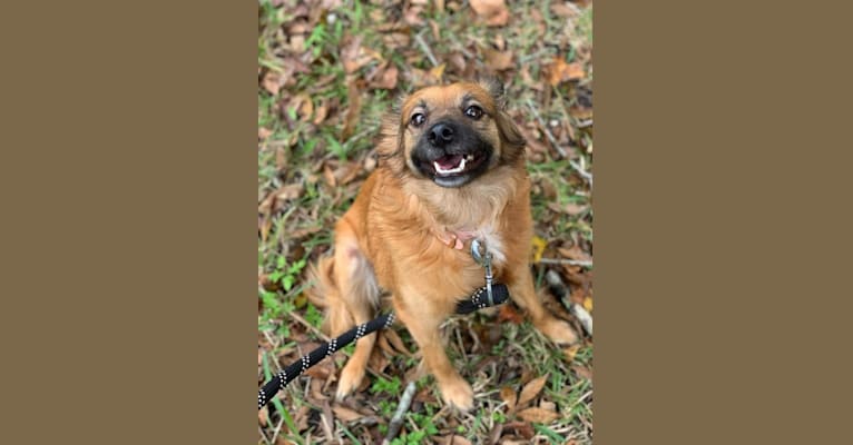 Brandy, a Pomeranian and Dachshund mix tested with EmbarkVet.com