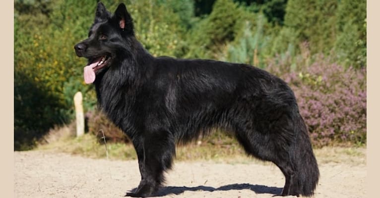 Niclas v Altdeutschen Eck, a German Shepherd Dog tested with EmbarkVet.com