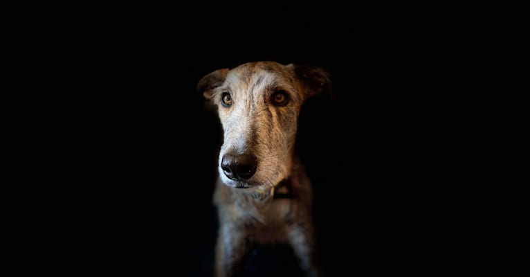 Lupin, a Greyhound and Scottish Deerhound mix tested with EmbarkVet.com
