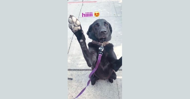 Gracie, a Labrador Retriever and Great Pyrenees mix tested with EmbarkVet.com