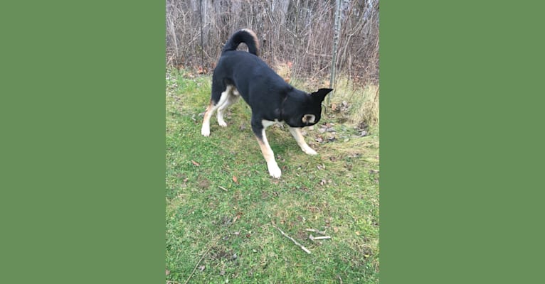 Photo of Sköll, a Siberian Husky, German Shepherd Dog, and Australian Shepherd mix in Brockport, NY, USA