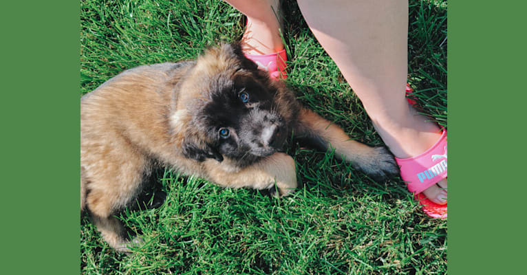 Stryder, an Eastern European Village Dog tested with EmbarkVet.com