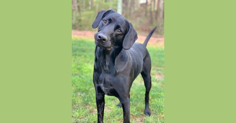 Hampton, an English Cocker Spaniel (Working Type) and Labrador Retriever mix tested with EmbarkVet.com