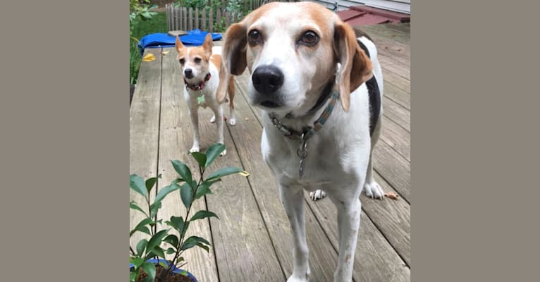 Nellie Noodle, an American Foxhound tested with EmbarkVet.com