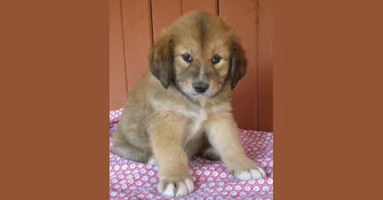 Koda, a Chow Chow and Beagle mix tested with EmbarkVet.com