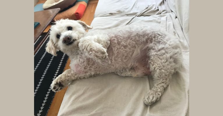 Bobby McGee, a Poodle (Small) and Cocker Spaniel mix tested with EmbarkVet.com