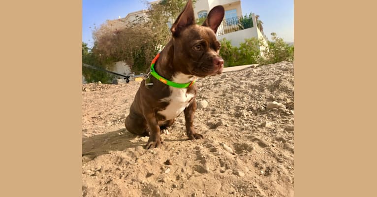 Photo of Kiki, a French Bulldog, Chihuahua, Pekingese, and Mixed mix in Oman