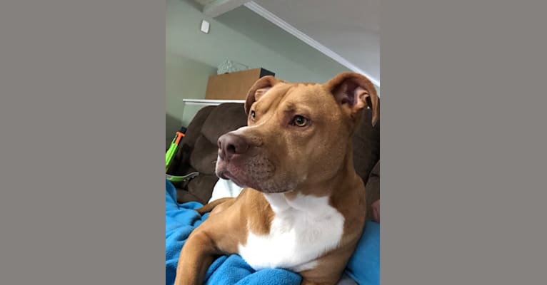 Photo of Rudolph (Rudy), an American Pit Bull Terrier, Boxer, and Mixed mix in Indianapolis, Indiana, USA