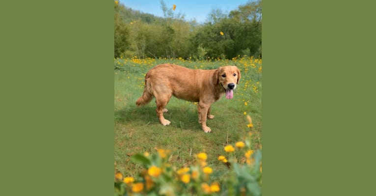 Angel Baby, a Golden Retriever tested with EmbarkVet.com