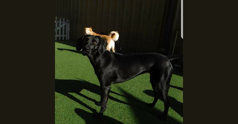 Maggie, a Redbone Coonhound and Labrador Retriever mix tested with EmbarkVet.com