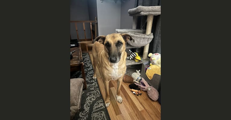 Jolene, an American Village Dog tested with EmbarkVet.com