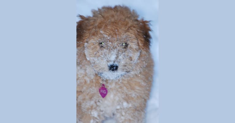 Fig, a Soft Coated Wheaten Terrier and Miniature Schnauzer mix tested with EmbarkVet.com