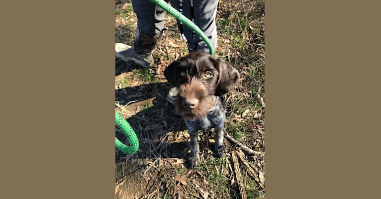 Rosemary, a German Wirehaired Pointer tested with EmbarkVet.com