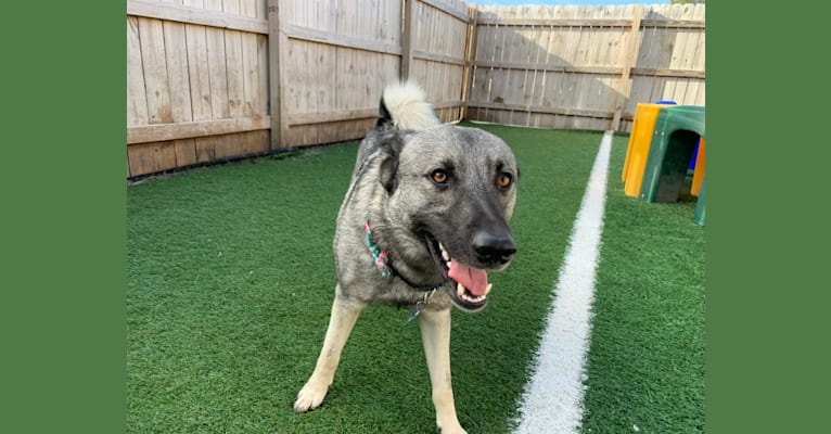 Smokey, a Norwegian Elkhound tested with EmbarkVet.com