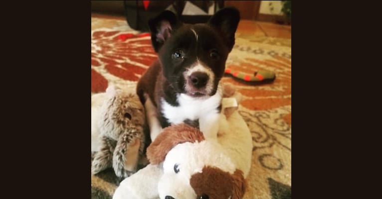 Cooper, a Pembroke Welsh Corgi and Russell-type Terrier mix tested with EmbarkVet.com