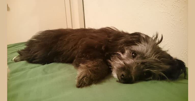 Seamus, a Chihuahua and Poodle (Small) mix tested with EmbarkVet.com