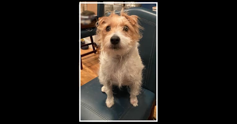 Photo of Sophie Jeannette, a Russell-type Terrier  in Oneonta, AL, USA