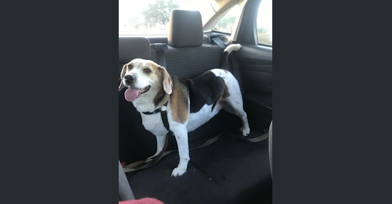 Watson, a Beagle and American Eskimo Dog mix tested with EmbarkVet.com