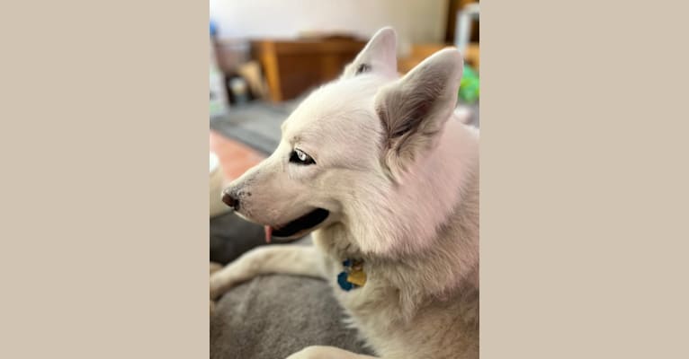 Mia, a Siberian Husky tested with EmbarkVet.com