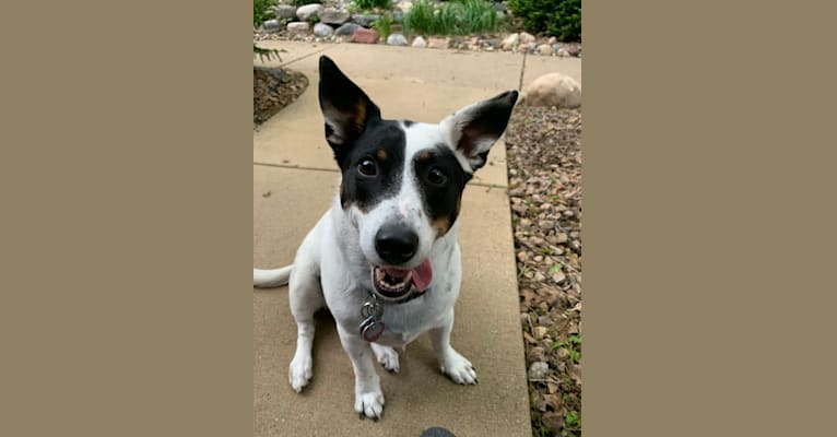 Dottie, an Australian Cattle Dog and Chihuahua mix tested with EmbarkVet.com