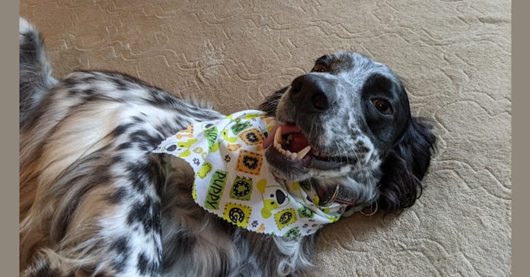 Sultan, an English Setter tested with EmbarkVet.com