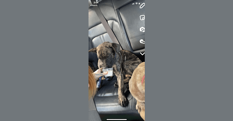 Duke, an American Pit Bull Terrier and Siberian Husky mix tested with EmbarkVet.com