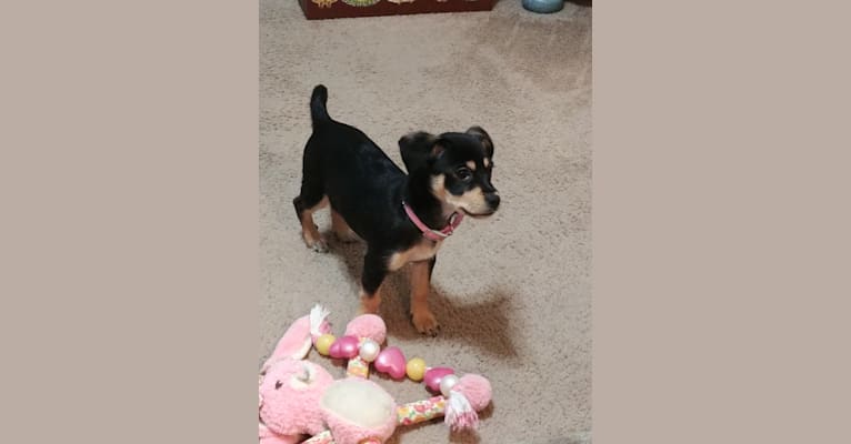 Photo of Chloe Adele, a Chihuahua, Yorkshire Terrier, and Mixed mix in Cedar Hill, Texas, USA