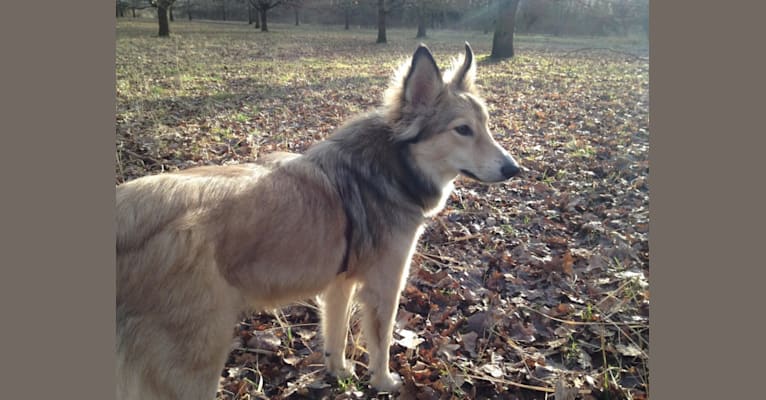 Alicia, an Eastern European Village Dog tested with EmbarkVet.com