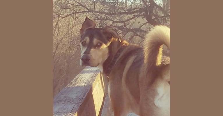 Loki, a Labrador Retriever and German Shepherd Dog mix tested with EmbarkVet.com