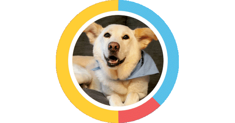 Shiloh, a German Shepherd Dog and Labrador Retriever mix tested with EmbarkVet.com