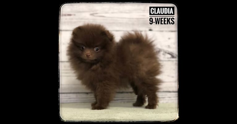 Claudia, a Pomeranian tested with EmbarkVet.com