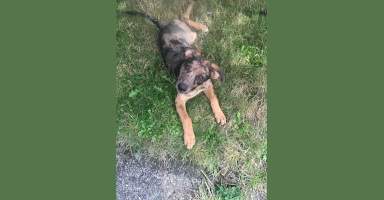 Tsunami (Sue), a Catahoula Leopard Dog and German Shepherd Dog mix tested with EmbarkVet.com