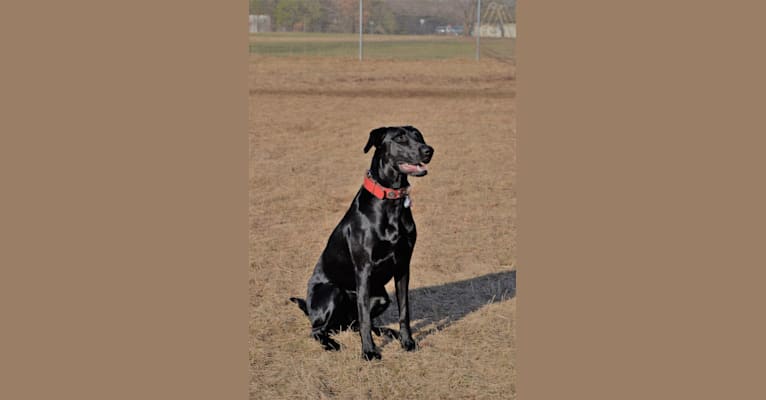 Onyx, a Labrador Retriever and Doberman Pinscher mix tested with EmbarkVet.com