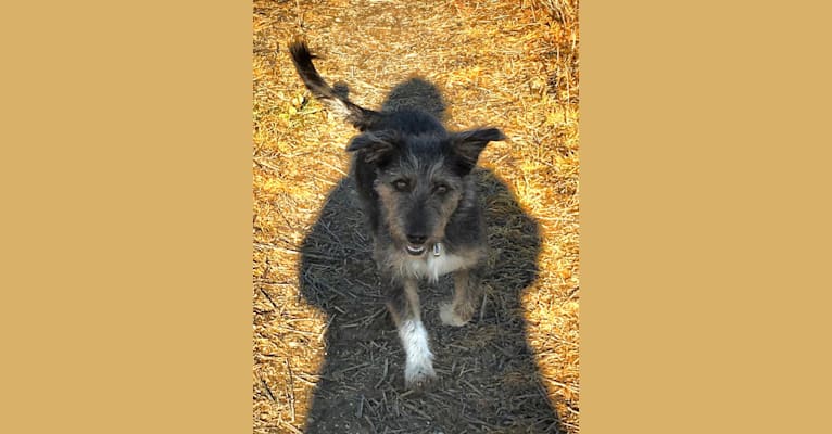 Mainia, an Eastern European Village Dog tested with EmbarkVet.com