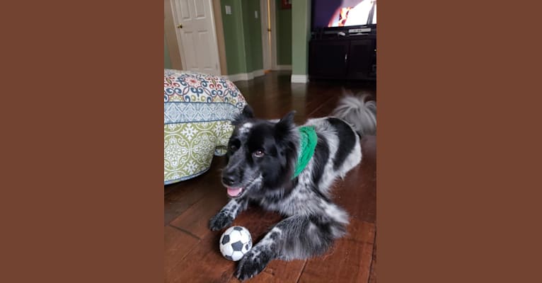 Jadie, a German Shepherd Dog and Chow Chow mix tested with EmbarkVet.com