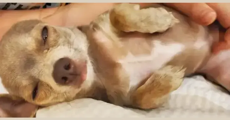 Love Love, a Chihuahua tested with EmbarkVet.com