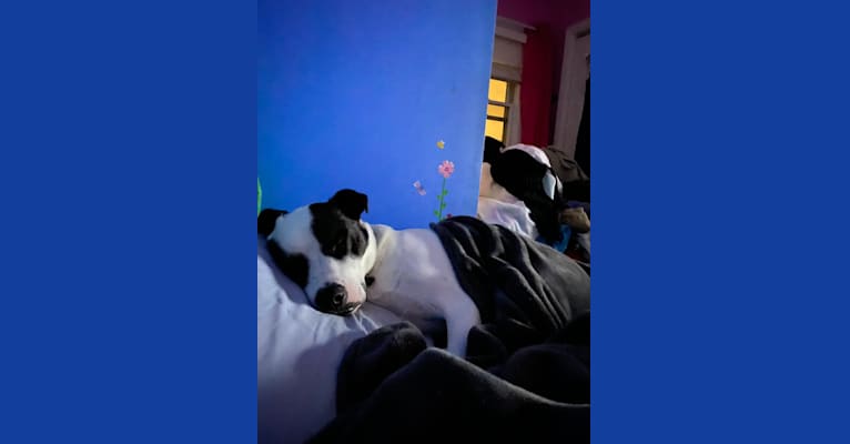 Wolfie, an American Pit Bull Terrier and Australian Shepherd mix tested with EmbarkVet.com