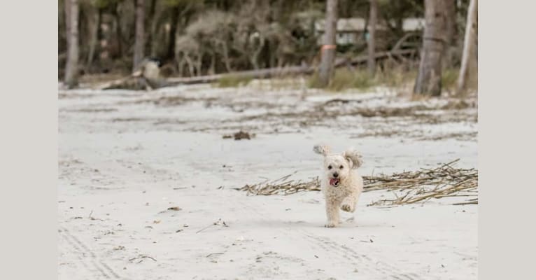 Opee, a Poodle (Small) and Chihuahua mix tested with EmbarkVet.com