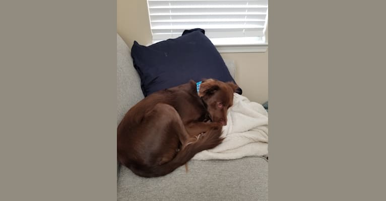 Lola, a Mountain Cur and Labrador Retriever mix tested with EmbarkVet.com