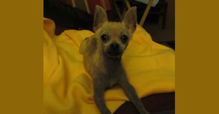 Joey, a Chihuahua and Pekingese mix tested with EmbarkVet.com