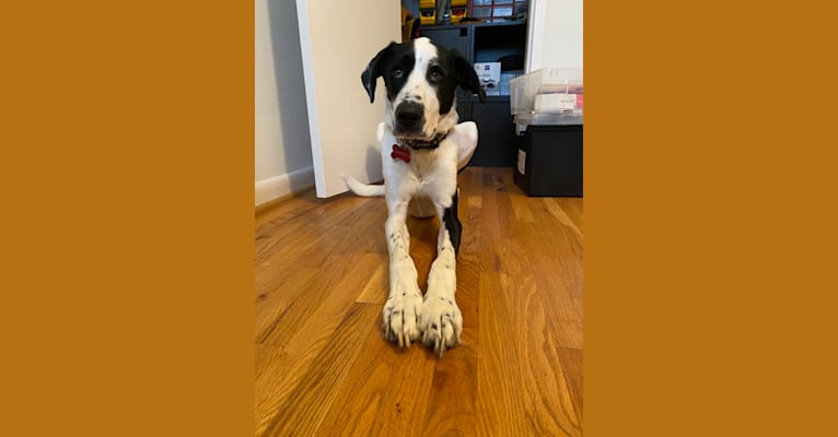 Photo of Chorizo, a Great Pyrenees, Doberman Pinscher, Great Dane, and German Shorthaired Pointer mix in Alexandria, Virginia, USA