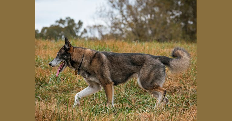 Asterid, a German Shepherd Dog and Siberian Husky mix tested with EmbarkVet.com