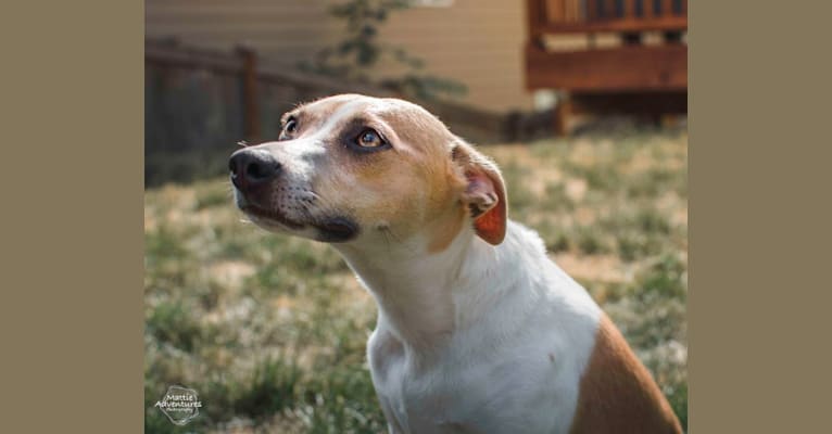 Katie, a Rat Terrier tested with EmbarkVet.com