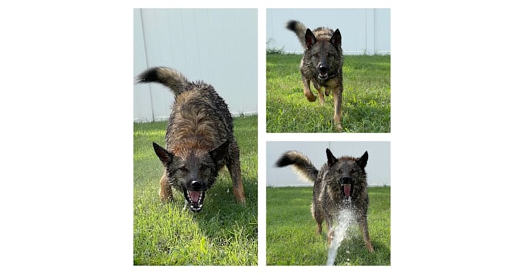 Photo of Sidda, a German Shepherd Dog and Belgian Malinois mix in Elon, North Carolina, USA