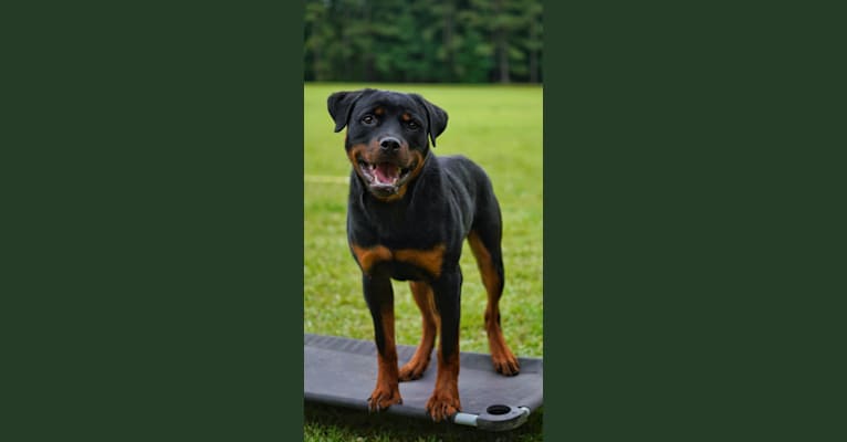 Sirius, a Rottweiler tested with EmbarkVet.com